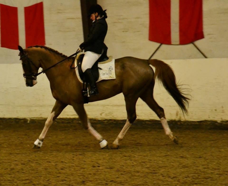 Dansk Varmblod Zico San *solgt* billede 31