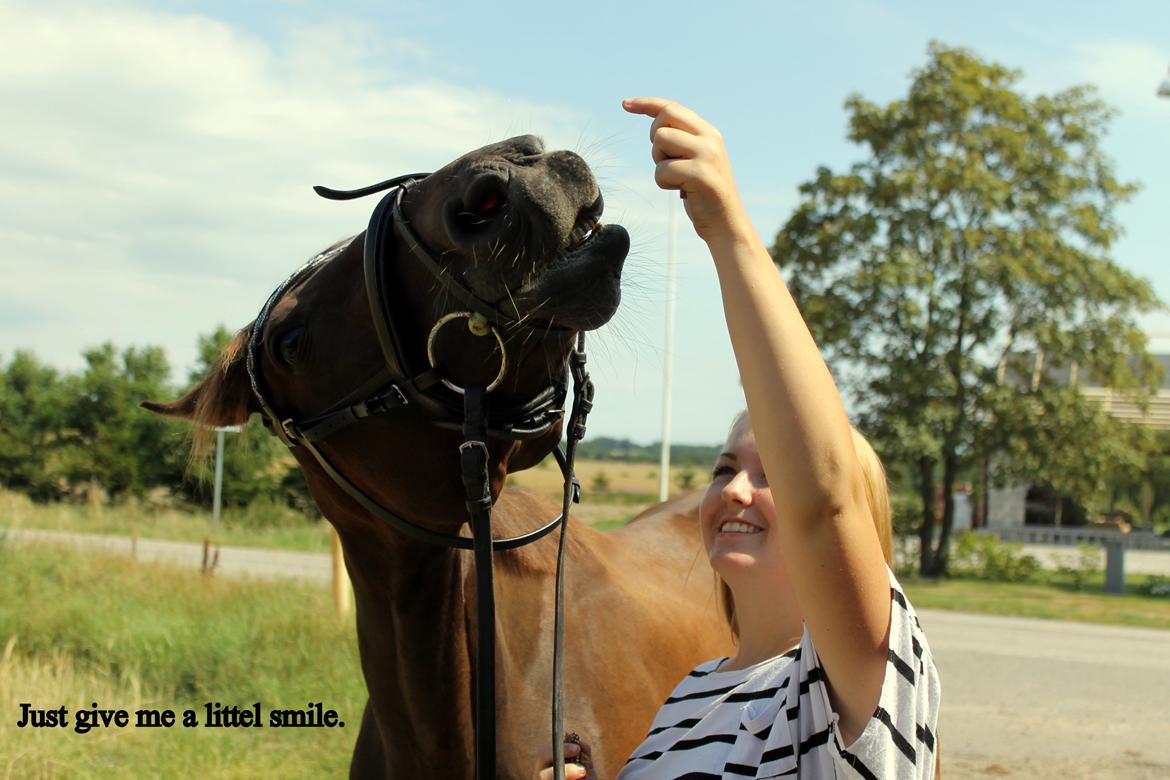 Traver Juvel Møllegaard [HIMMELHEST] - smile!<3 billede 23