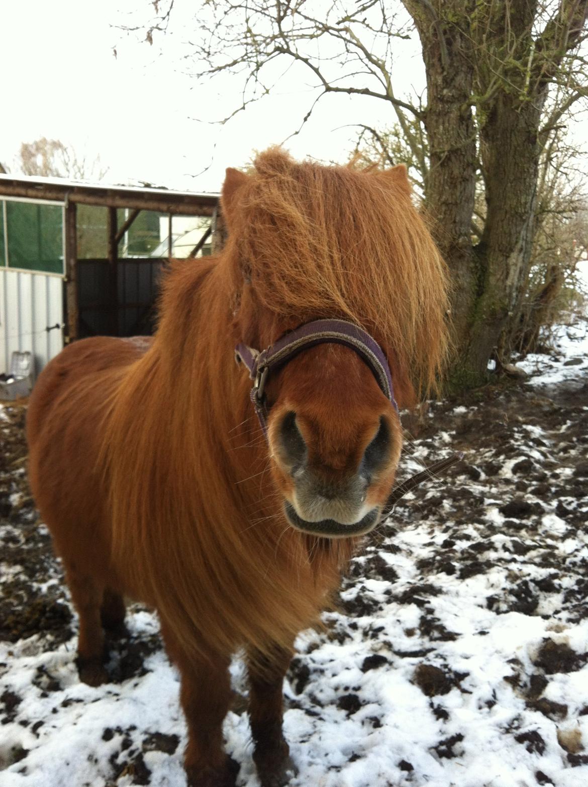 Islænder Kiarval billede 3