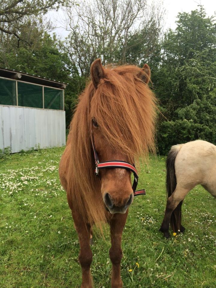 Islænder Kiarval billede 9