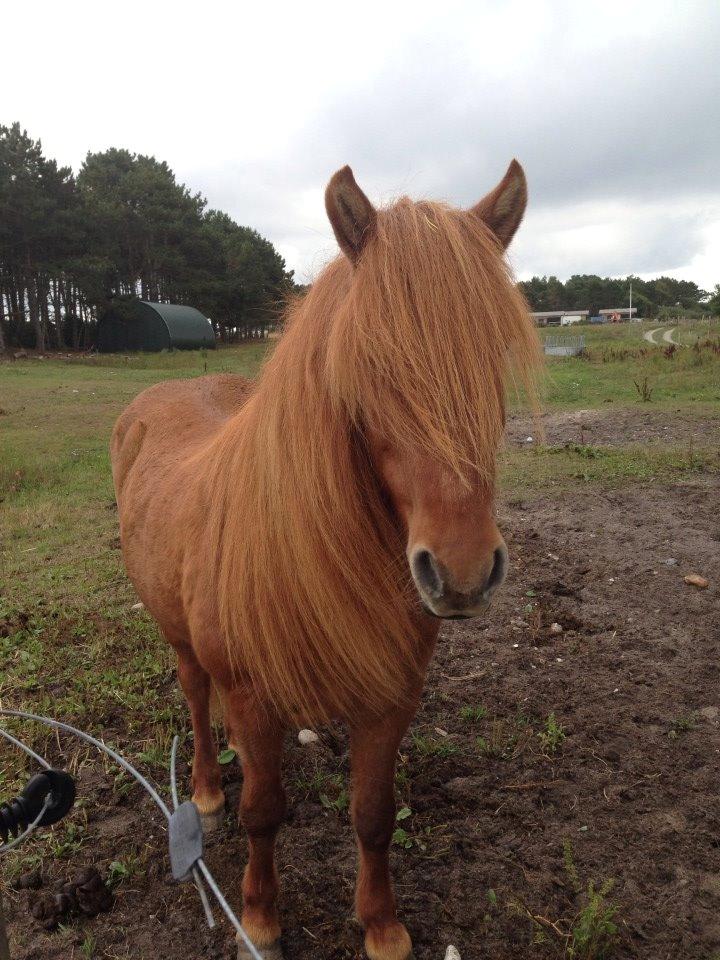 Islænder Kiarval billede 10