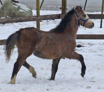 Welsh Mountain (sec A) Gribsvads Mr. Nelson billede 7