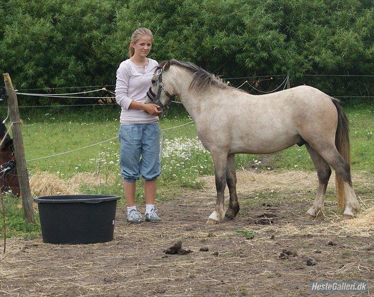 Welsh Mountain (sec A) Gribsvads Mr. Nelson billede 9