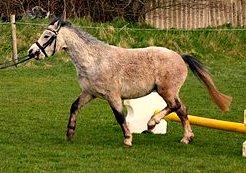 Welsh Mountain (sec A) Gribsvads Mr. Nelson billede 10