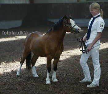 Welsh Mountain (sec A) Gribsvads Mr. Nelson billede 8