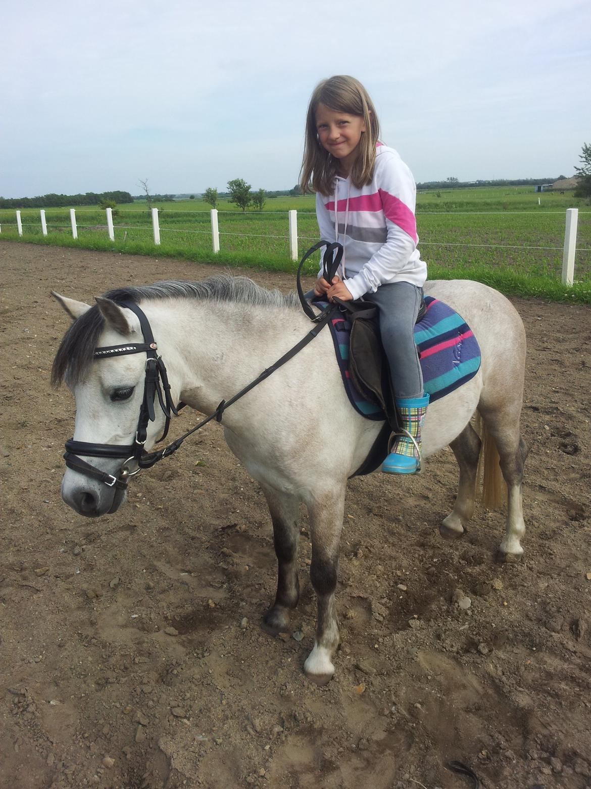 Welsh Mountain (sec A) Gribsvads Mr. Nelson billede 11