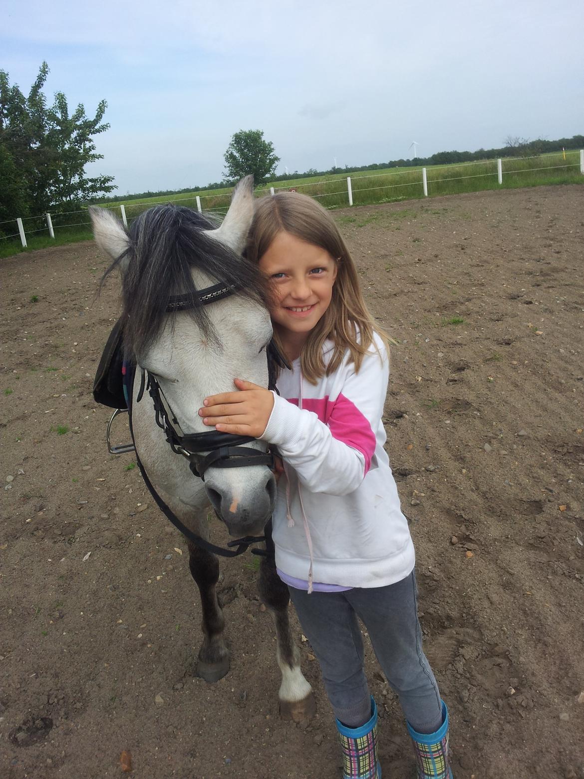 Welsh Mountain (sec A) Gribsvads Mr. Nelson billede 13