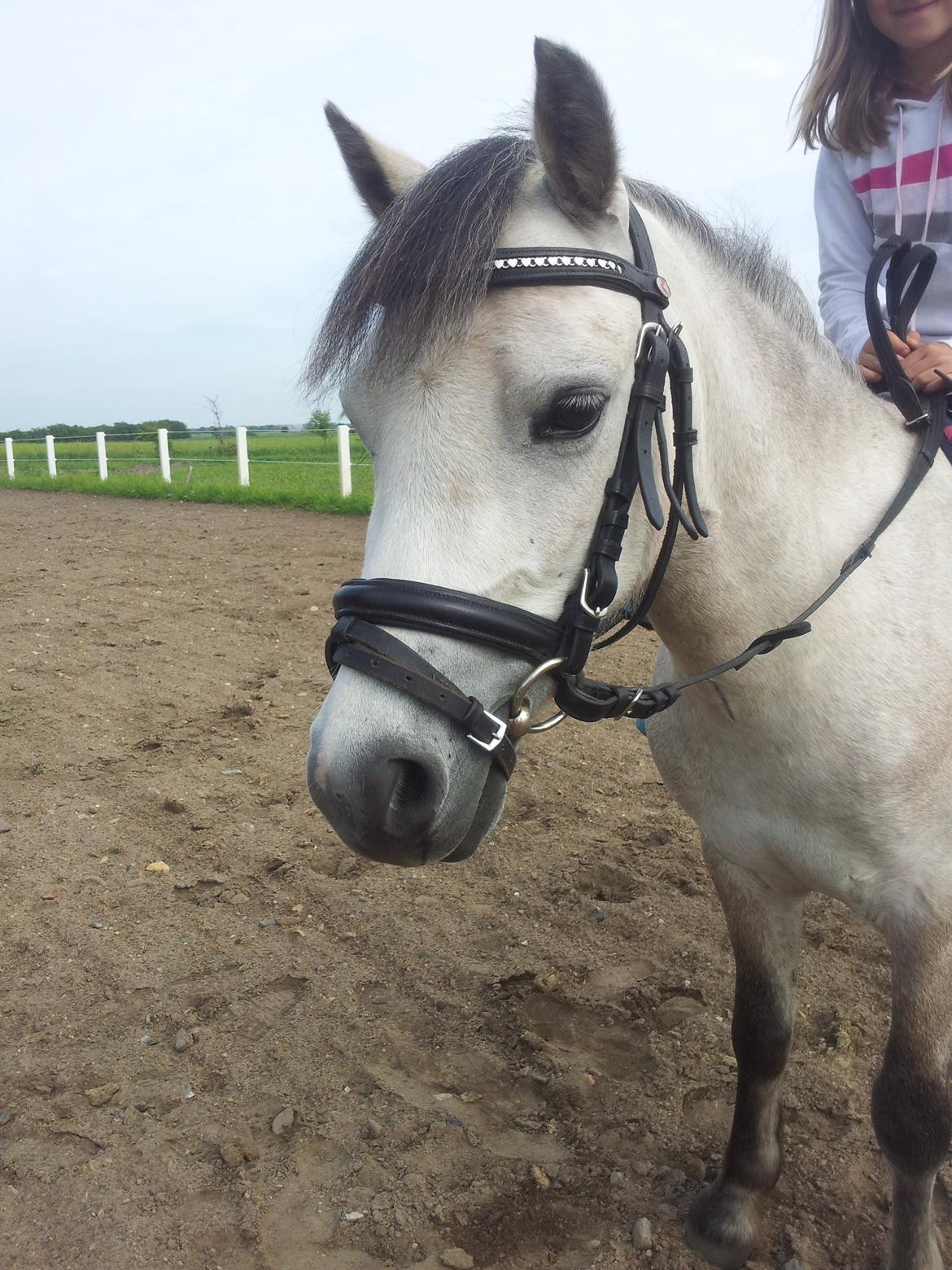 Welsh Mountain (sec A) Gribsvads Mr. Nelson billede 12