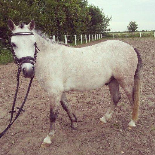 Welsh Mountain (sec A) Gribsvads Mr. Nelson billede 16