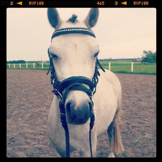 Welsh Mountain (sec A) Gribsvads Mr. Nelson billede 17