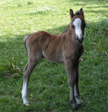 Welsh Mountain (sec A) Gribsvads Mr. Nelson billede 18