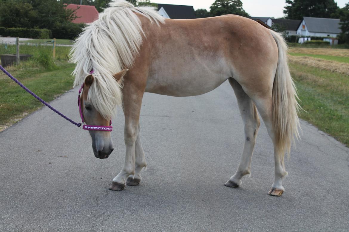 Haflinger Wendy - Besøg af katrine sommerferie 2014 billede 7