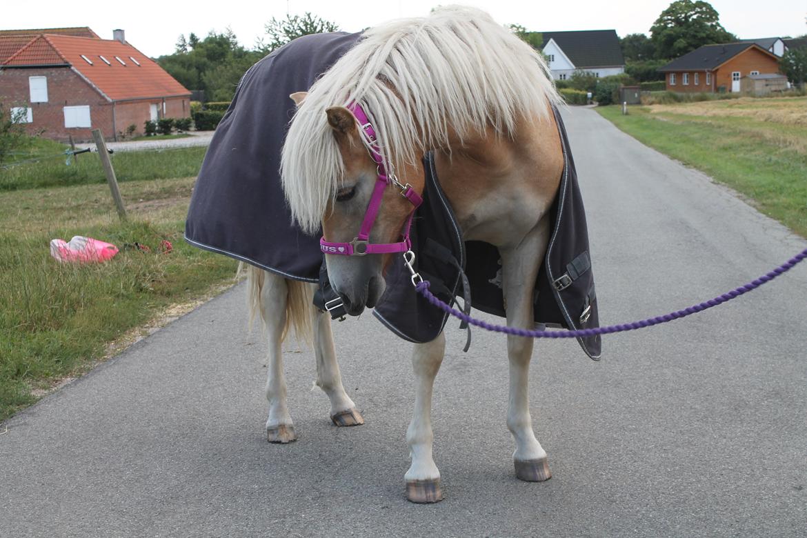 Haflinger Wendy - Besøg af katrine sommerferie 2014 billede 8