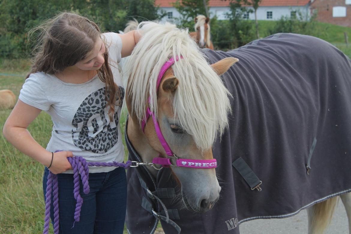 Haflinger Wendy - Besøg af katrine sommerferie 2014 billede 9