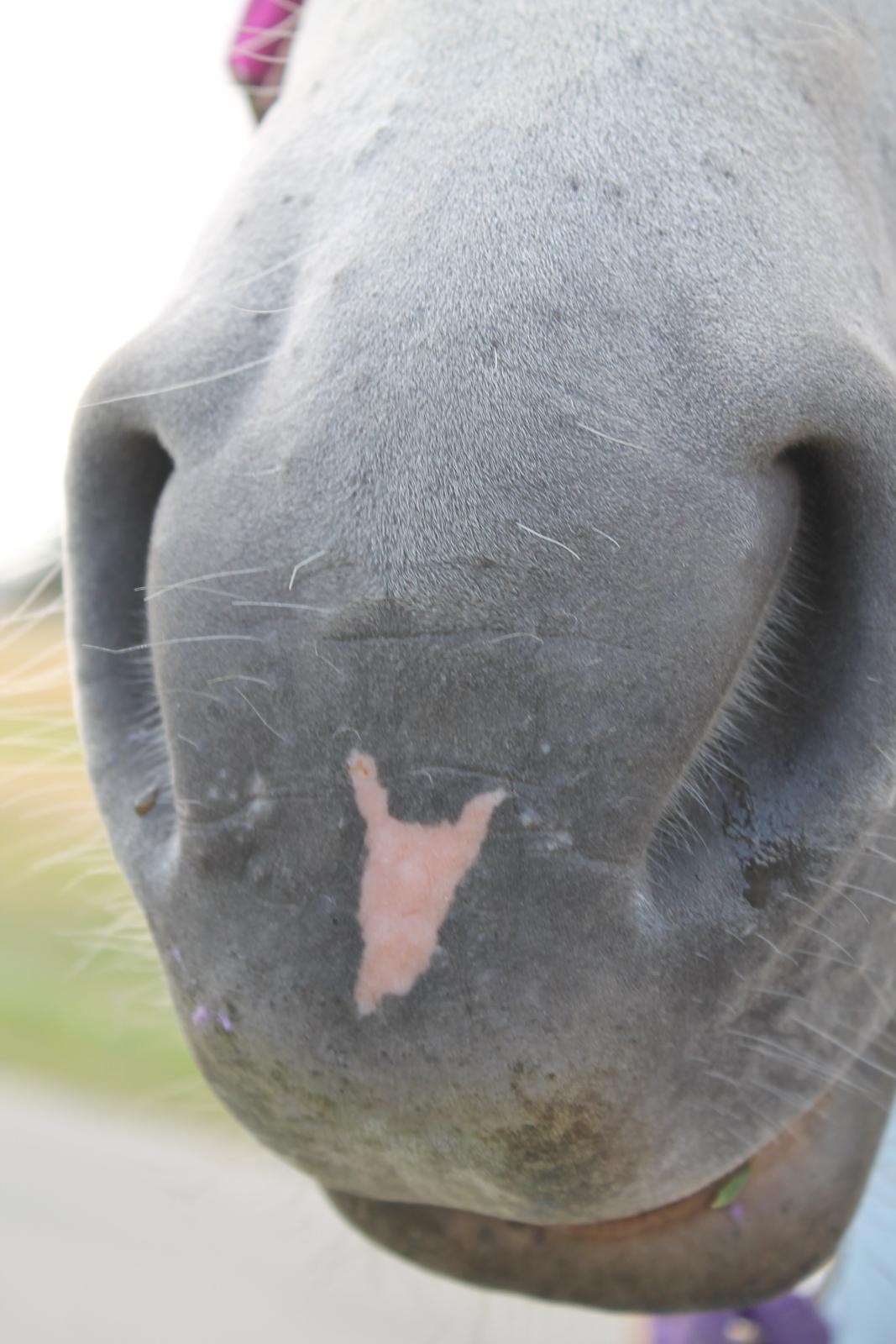 Haflinger Wendy - Hjerte eller et kohovede?...  billede 10