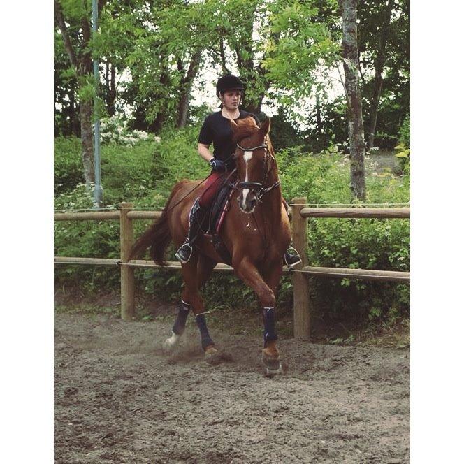 Holstener Le Poul billede 17