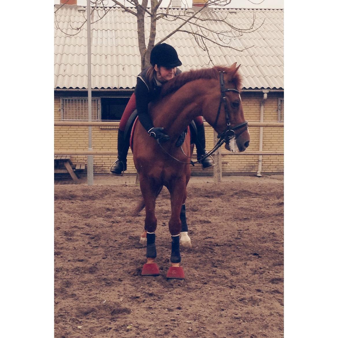 Holstener Le Poul billede 18