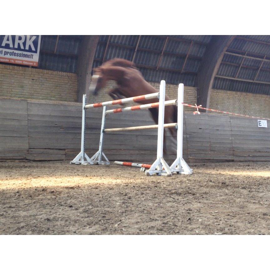 Holstener Le Poul billede 19