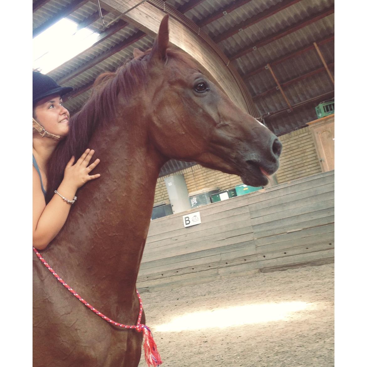 Holstener Le Poul billede 24