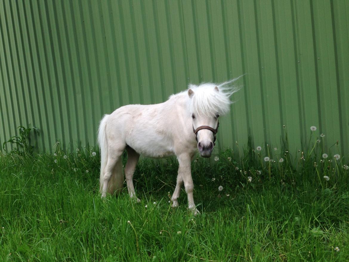 Dansk Miniature Teglmosens Golden Whiz - Et par dage efter jeg fik ponyen :D billede 10