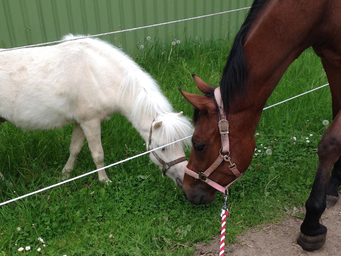 Dansk Miniature Teglmosens Golden Whiz - Første møde med en af mine piger, Lille :-D billede 12