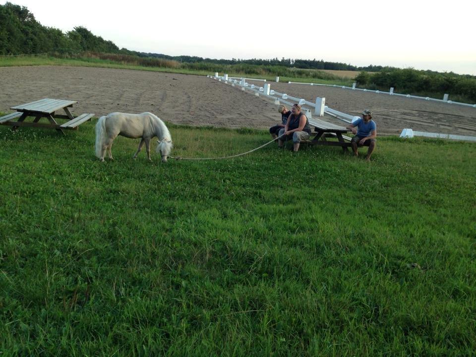 Dansk Miniature Teglmosens Golden Whiz - Ponyen er bare blevet lækker! Her med en omgang aftenhygge :-D  (28.07.14) billede 8