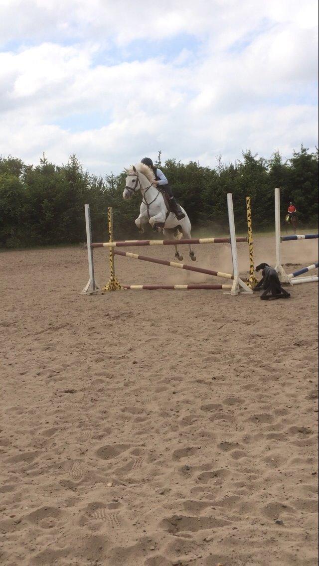 Anden særlig race Silver <3  - Til søndagstræning hvor vi sprang 1.10 <3  billede 11