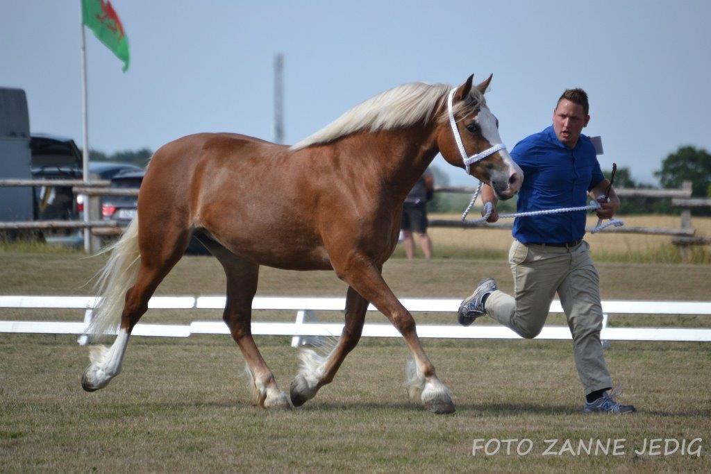 Welsh Cob (sec D) Roxette Royal - Foto taget af: Zanne Jedig. Mønstrer: Morten Thers. billede 11