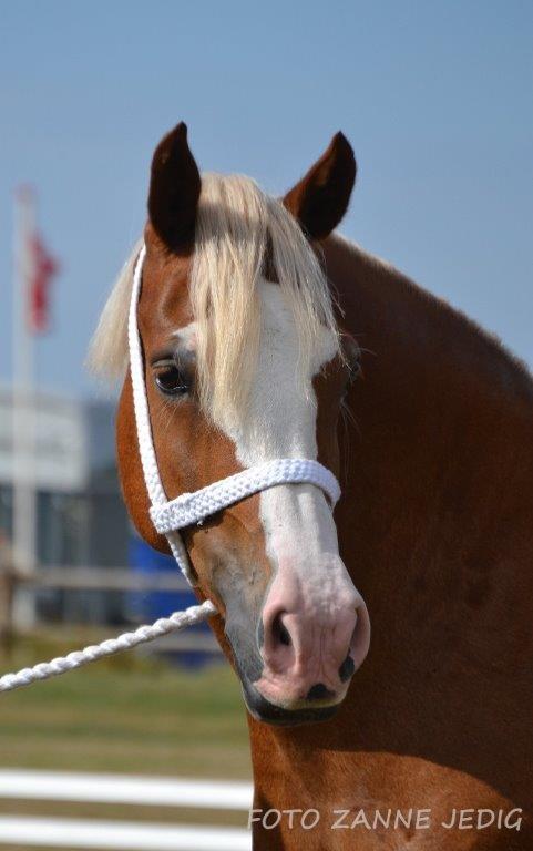 Welsh Cob (sec D) Roxette Royal - Foto taget af: Zanne Jedig billede 8