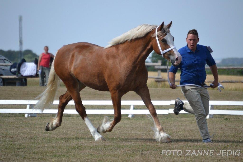 Welsh Cob (sec D) Roxette Royal - Foto taget af: Zanne Jedig. Mønstrer: Morten Thers. billede 10