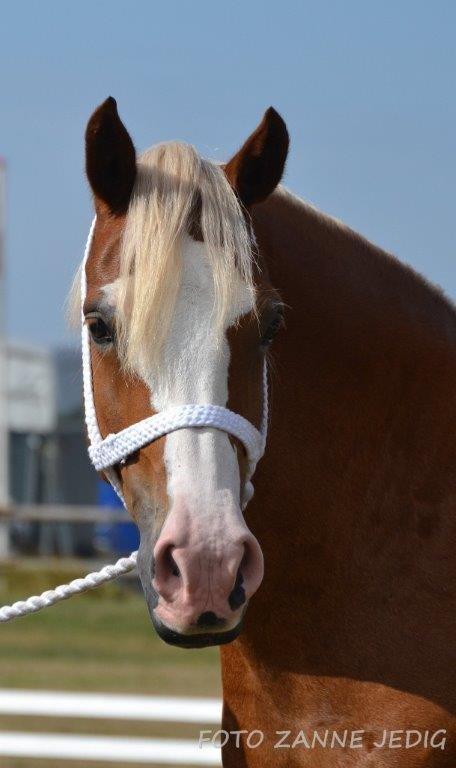Welsh Cob (sec D) Roxette Royal - Foto taget af: Zanne Jedig billede 5