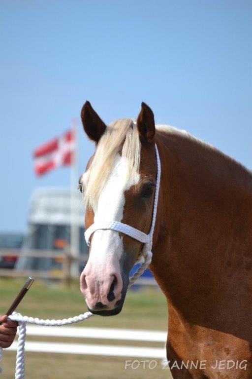 Welsh Cob (sec D) Roxette Royal - Foto taget af: Zanne Jedig billede 7