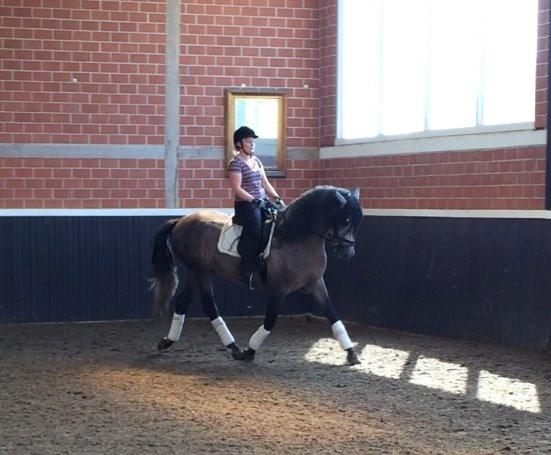 Pura Raza Española Tiento Yet - Første gang jeg prøvede den spanske prins i Tyskland. Jeg var solgt. billede 9