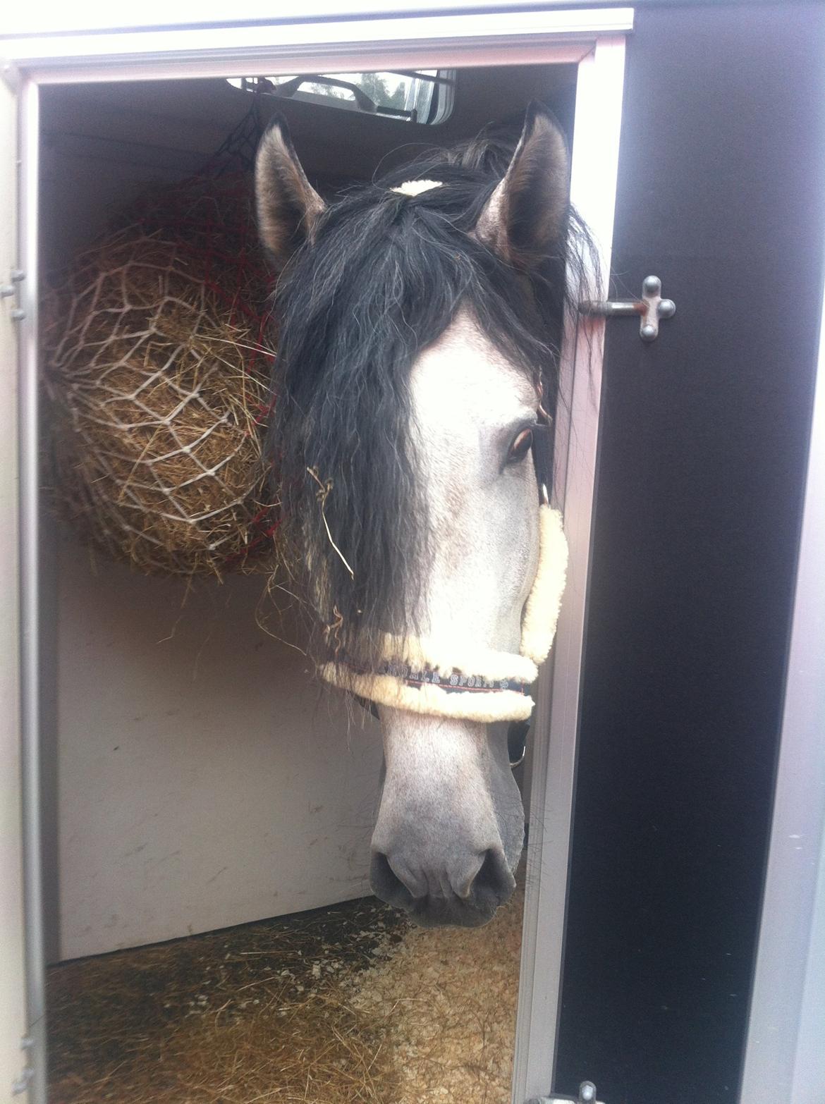 Pura Raza Española Tiento Yet - På vej hjem fra Tyskland. 530 km tur... billede 7