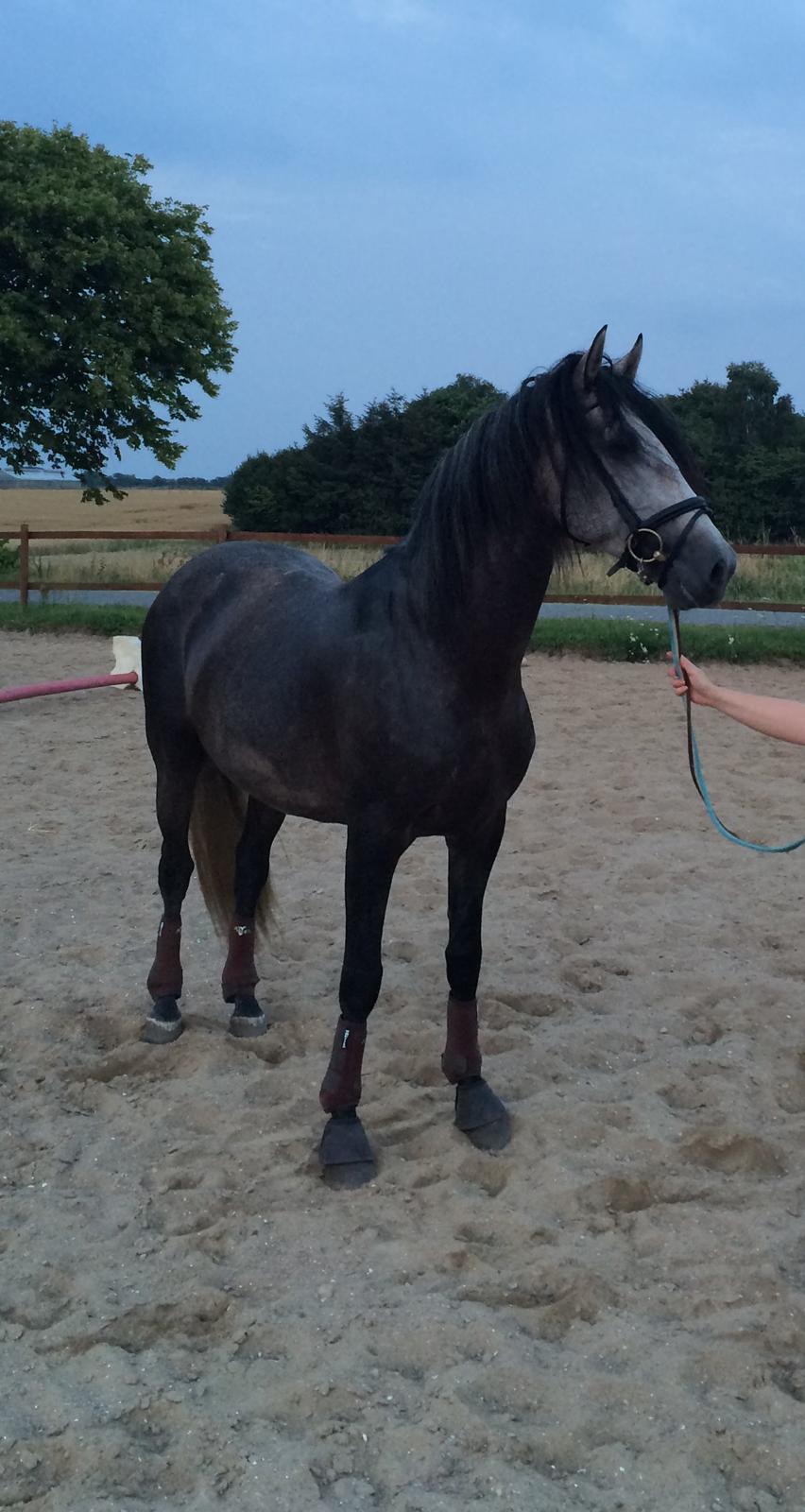 Pura Raza Española Tiento Yet - En af de første dage i DK billede 4