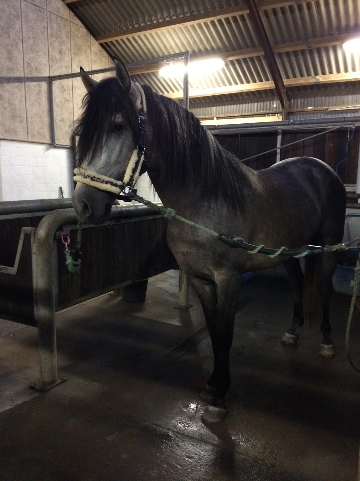 Pura Raza Española Tiento Yet billede 12