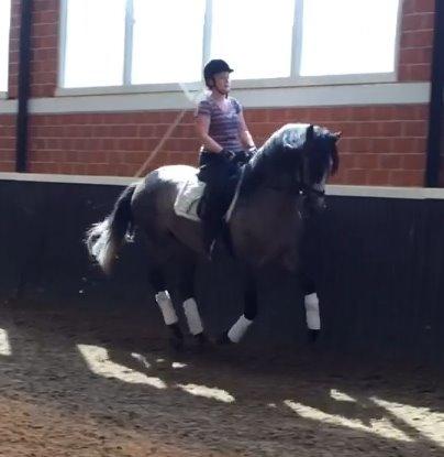 Pura Raza Española Tiento Yet - Første gang jeg prøvede den spanske prins i Tyskland. Jeg var solgt. billede 8