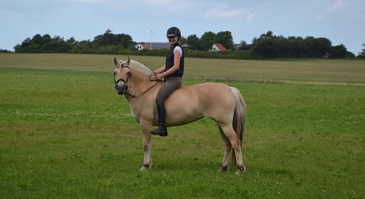 Fjordhest Tilde - Young, wild and beautyfull! 06/08-2014 billede 2