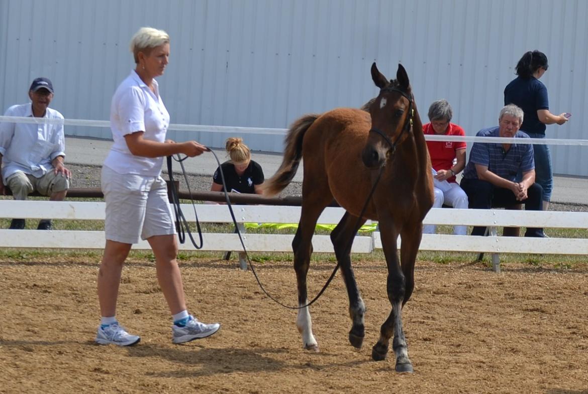 Dansk Varmblod Cindy Lux.dk - Følskue 2. august 2014 billede 3