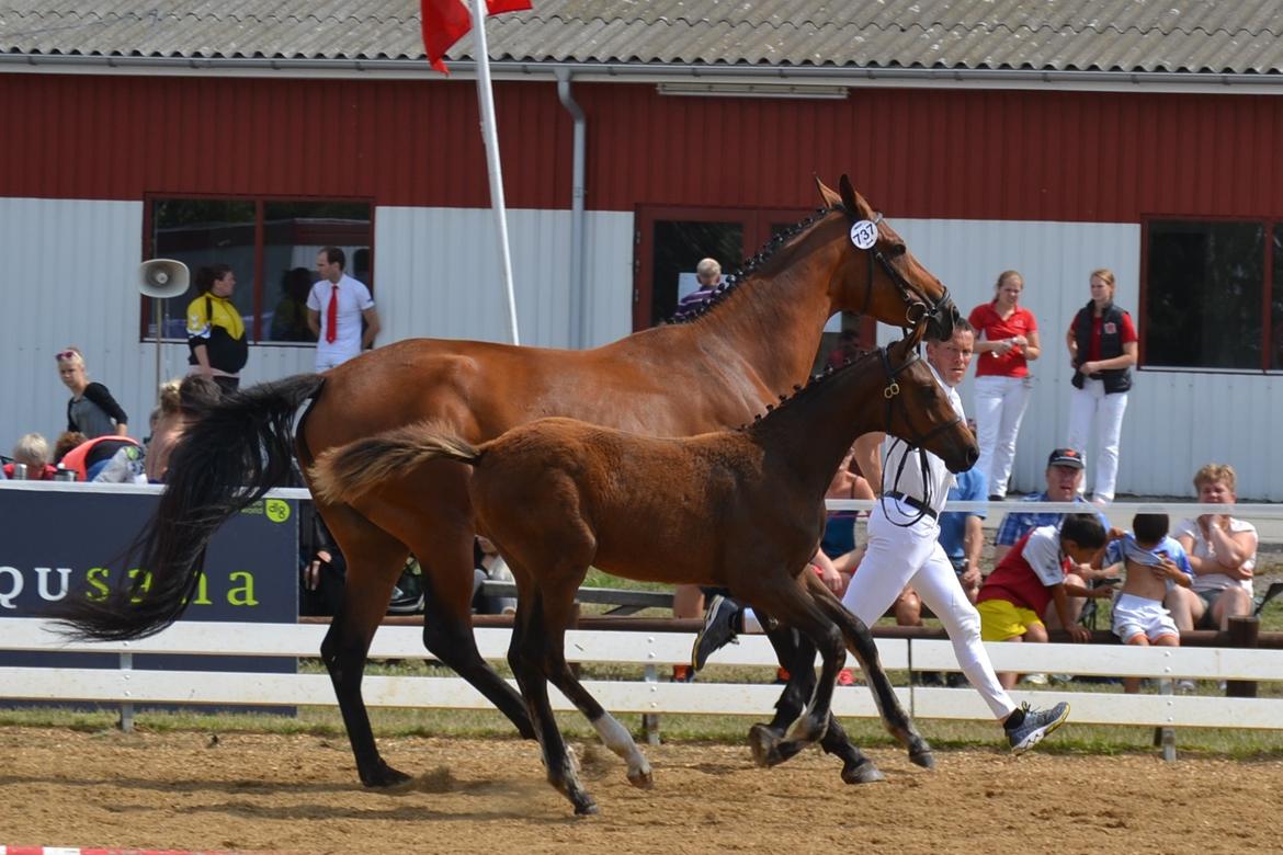 Dansk Varmblod Cindy Lux.dk - Følskue 2. august 2014 billede 4