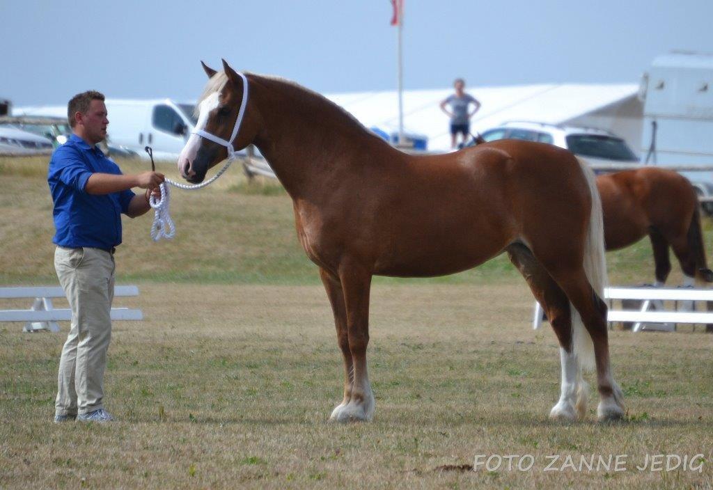 Welsh Cob (sec D) Roxette Royal - Foto: Zanne Jedig. Mønstrer: Morten Thers.  billede 4