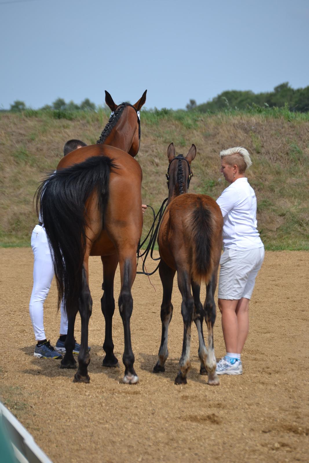 Dansk Varmblod Cindy Lux.dk - Følskue 2. august 2014 billede 6