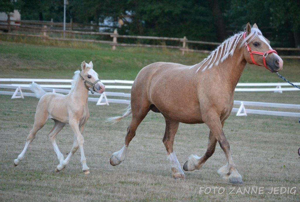 Welsh Cob (sec D) Rosalinde - Ankommet til kårings weekenden.. Lidt aften luftning, efter en lang køretur billede 6