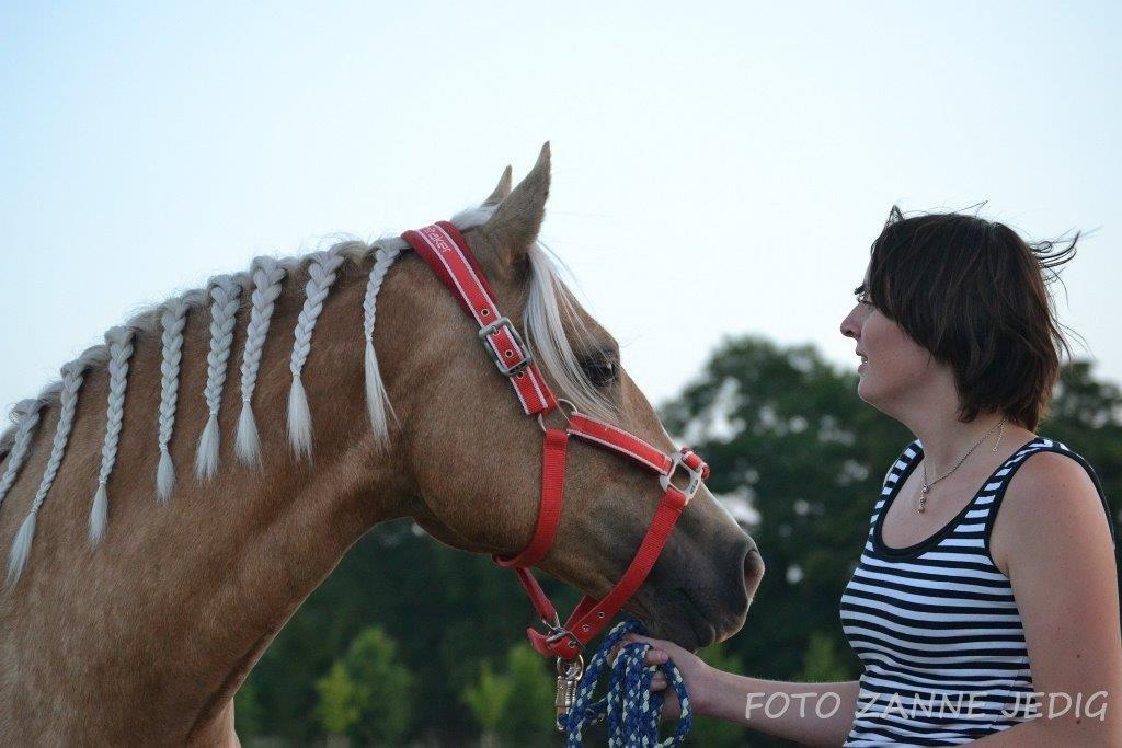 Welsh Cob (sec D) Rosalinde - Aften hygge <3 billede 31