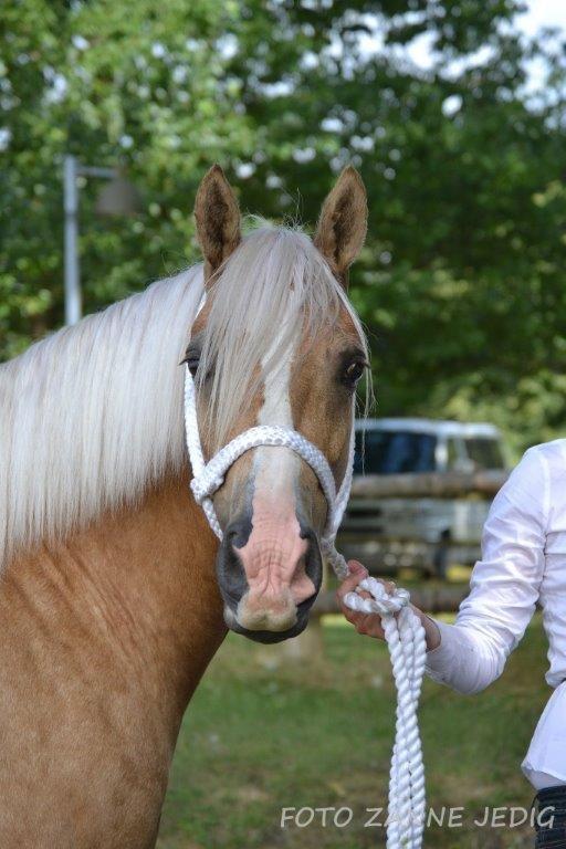 Welsh Cob (sec D) Rosalinde - Kåring 3 aug 2014 billede 32