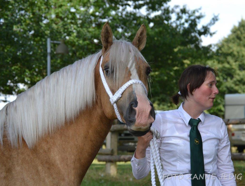 Welsh Cob (sec D) Rosalinde - Kåring 3 Aug 2014 billede 3