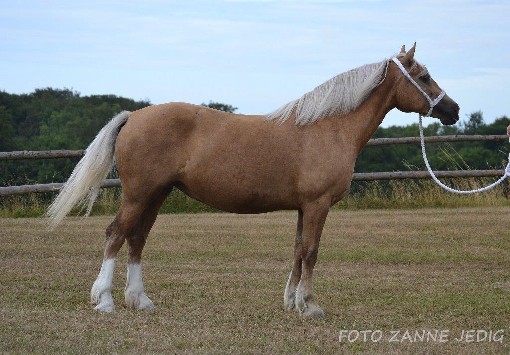 Welsh Cob (sec D) Rosalinde - Kåring 2014 billede 4