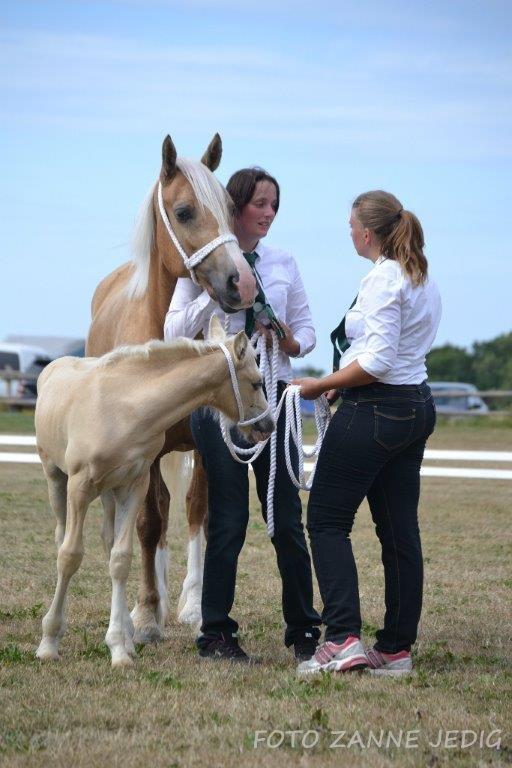 Welsh Cob (sec D) Rosalinde - Kåring 2014 billede 34