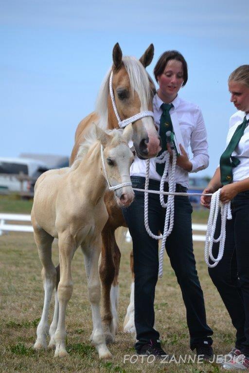 Welsh Cob (sec D) Rosalinde - Kåring 2014 billede 7