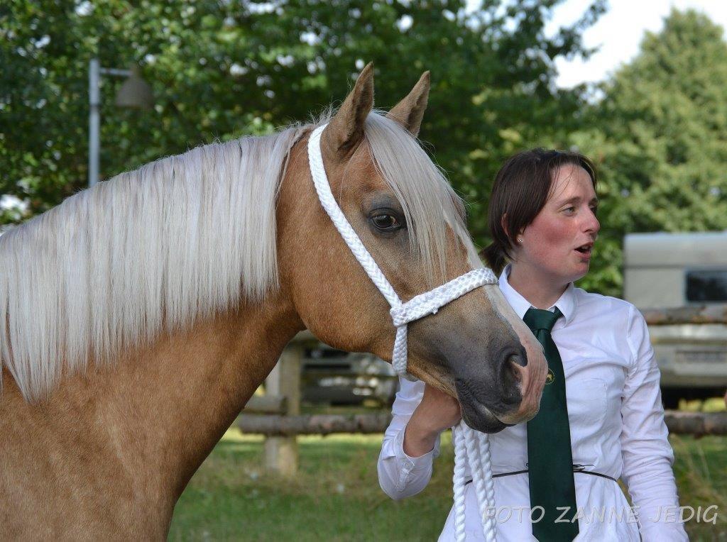 Welsh Cob (sec D) Rosalinde - Kåring 2014 billede 5